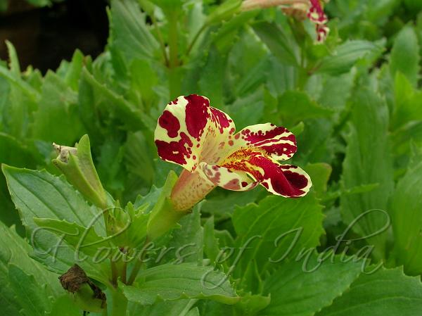 Monkey Flower hybrid